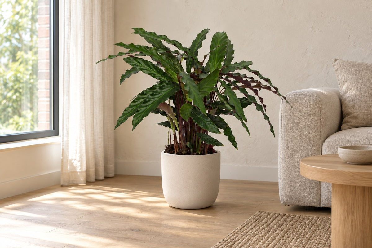 Pauwplant van 70 cm in een witte keramische pot in een lichte woonkamer