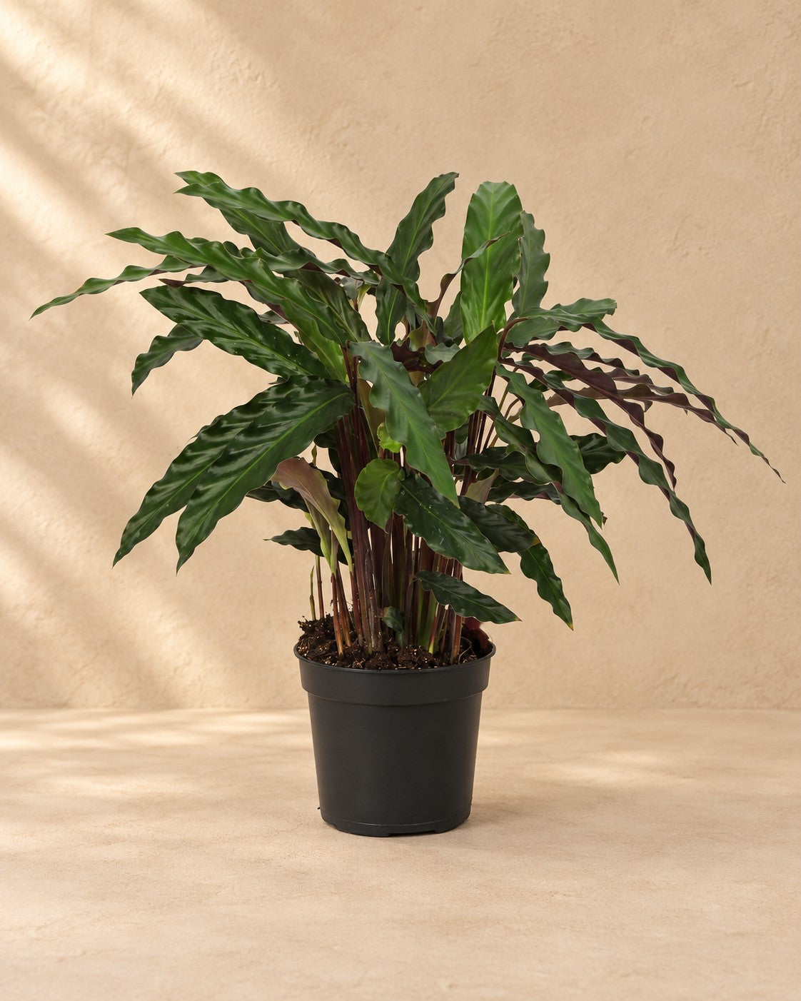 Pauwplant (Calathea 'Elgergrass') van 70 cm hoog in kweekpot van 17 cm