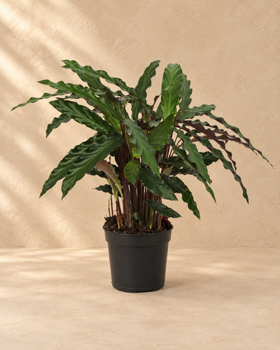 Pauwplant (Calathea 'Elgergrass') van 70 cm hoog in kweekpot van 17 cm