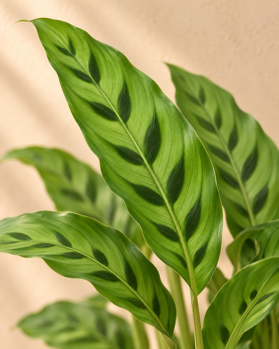 Pauwplant (Calathea leopardina) 35 cm hoog, pot ø12 cm