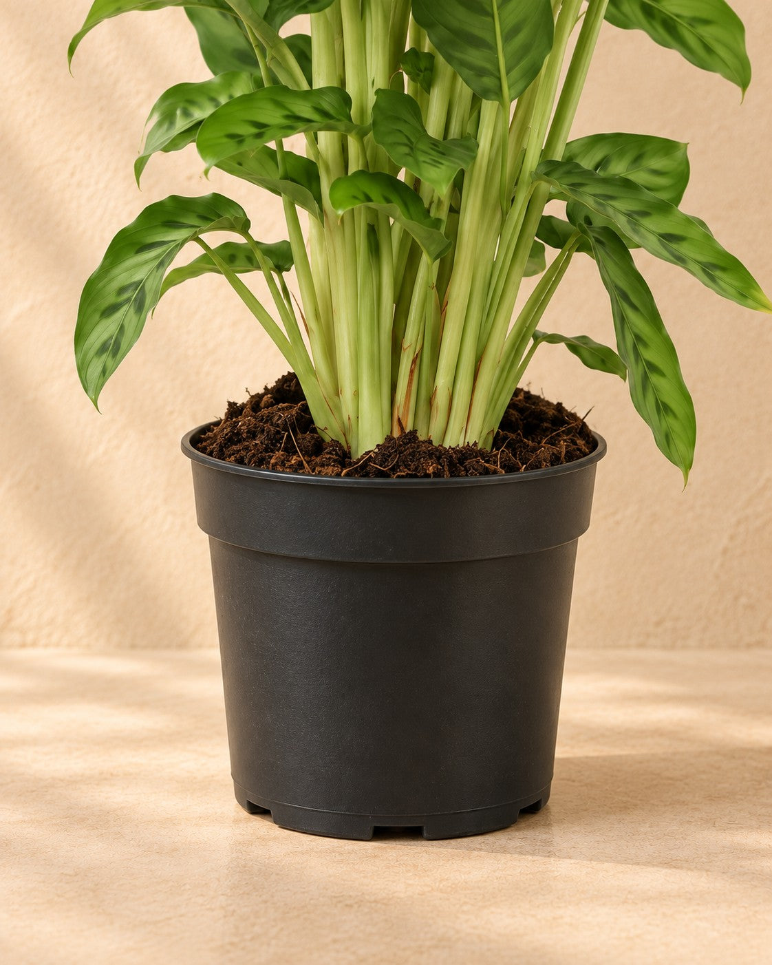 Onderste deel van de Pauwplant (Calathea leopardina) met de kweekpot