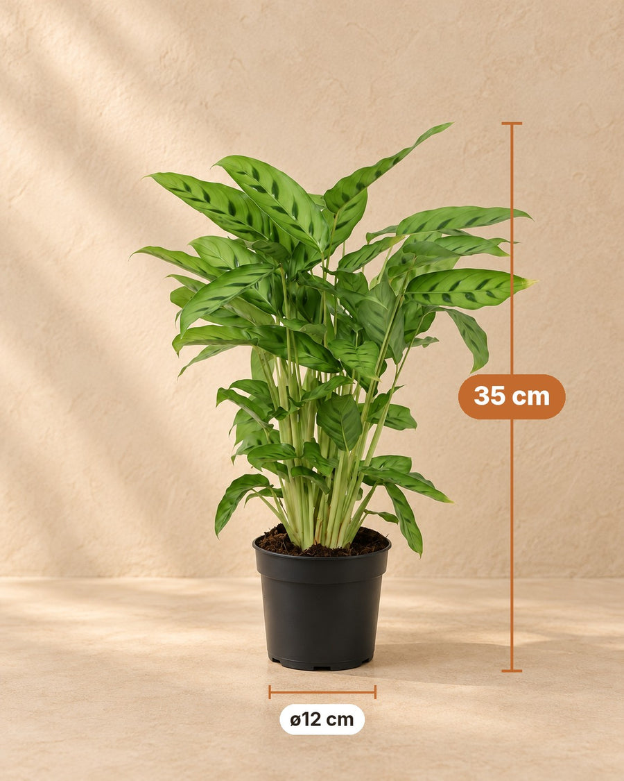 Pauwplant (Calathea leopardina) 35 cm hoog, pot ø12 cm