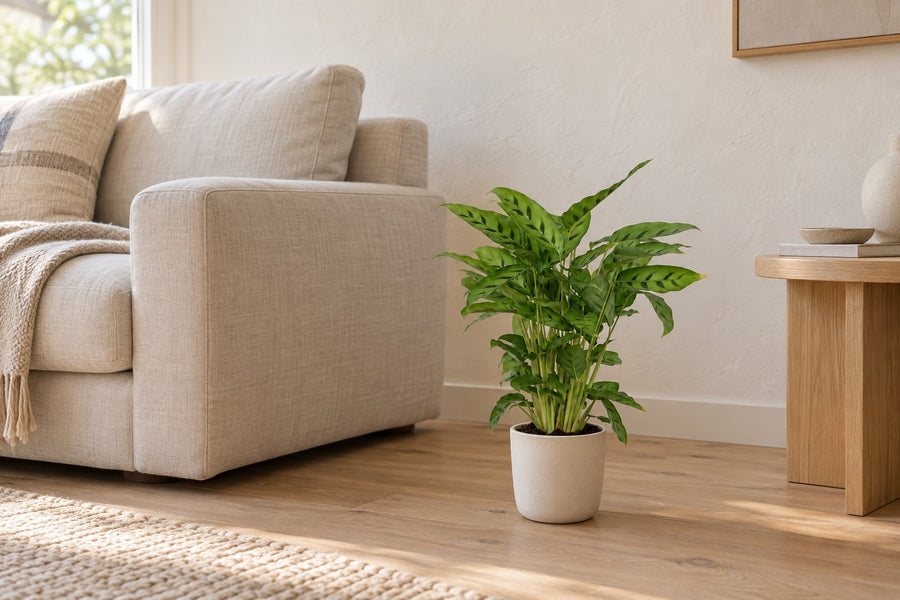 Pauwplant (Calathea leopardina) 35 cm hoog, pot ø12 cm