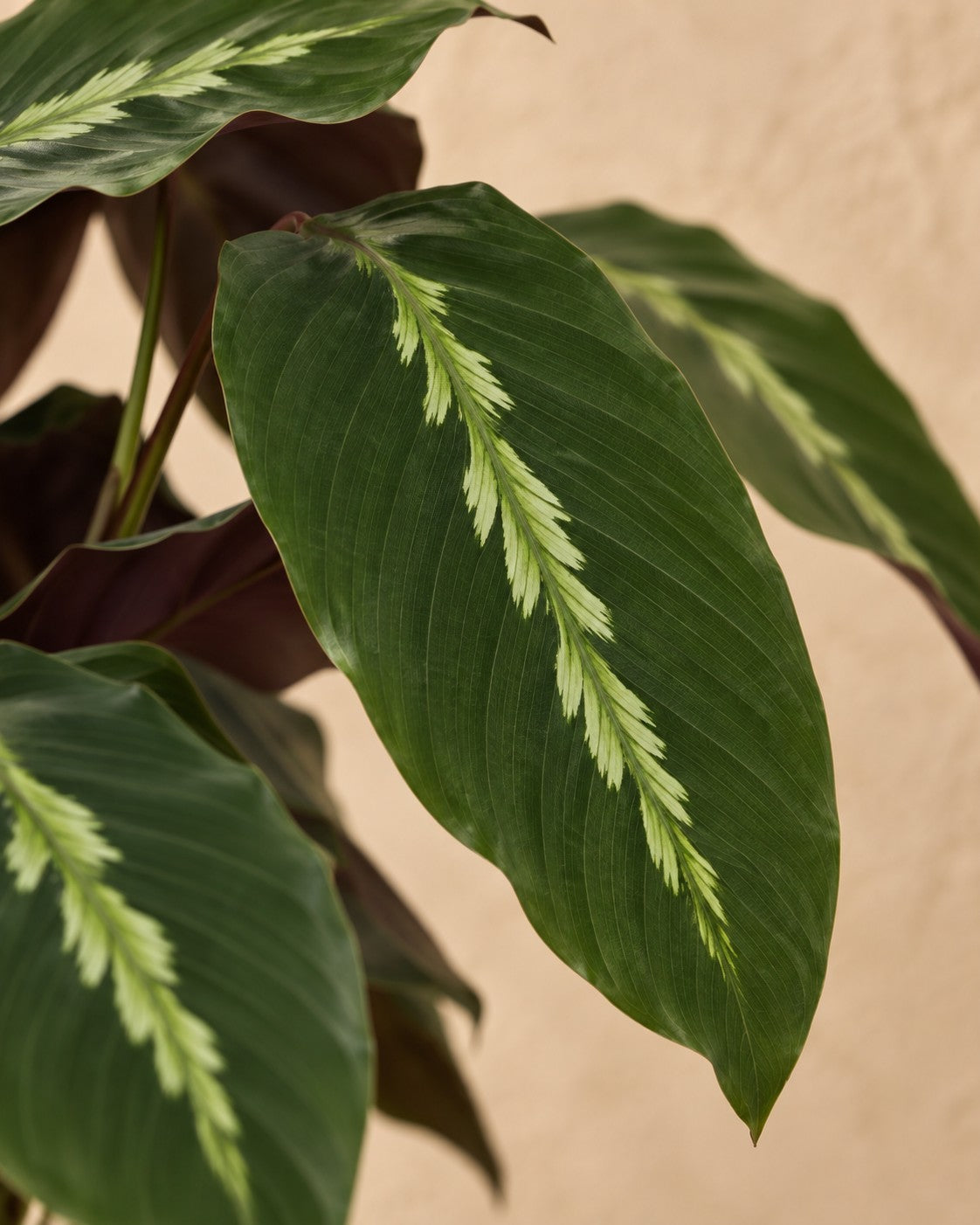 Close-up van het blad van de Pauwplant (Calathea 'Maui Queen')