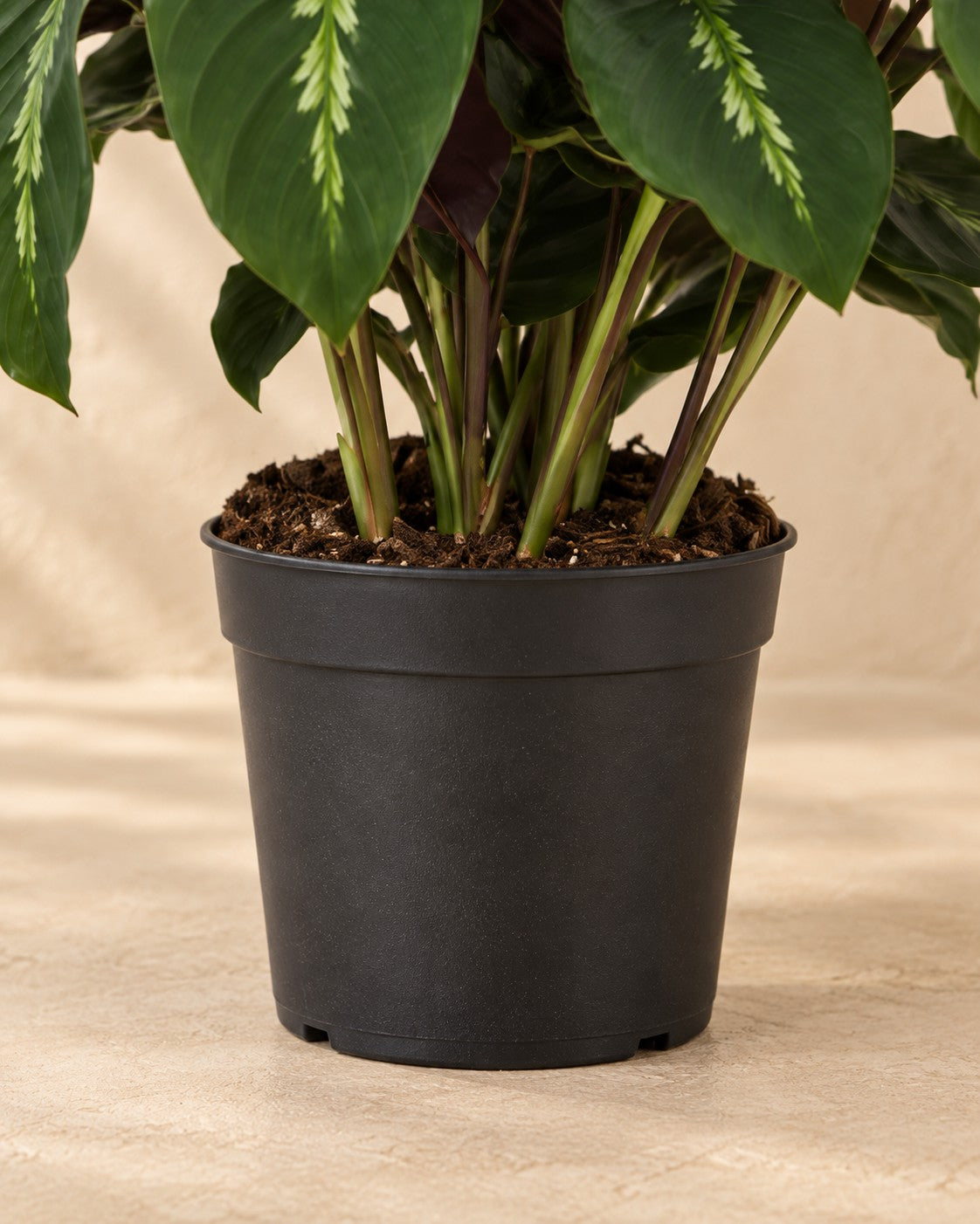 Partie basse de Plante paon (Calathea 'Maui Queen') avec son pot de culture
