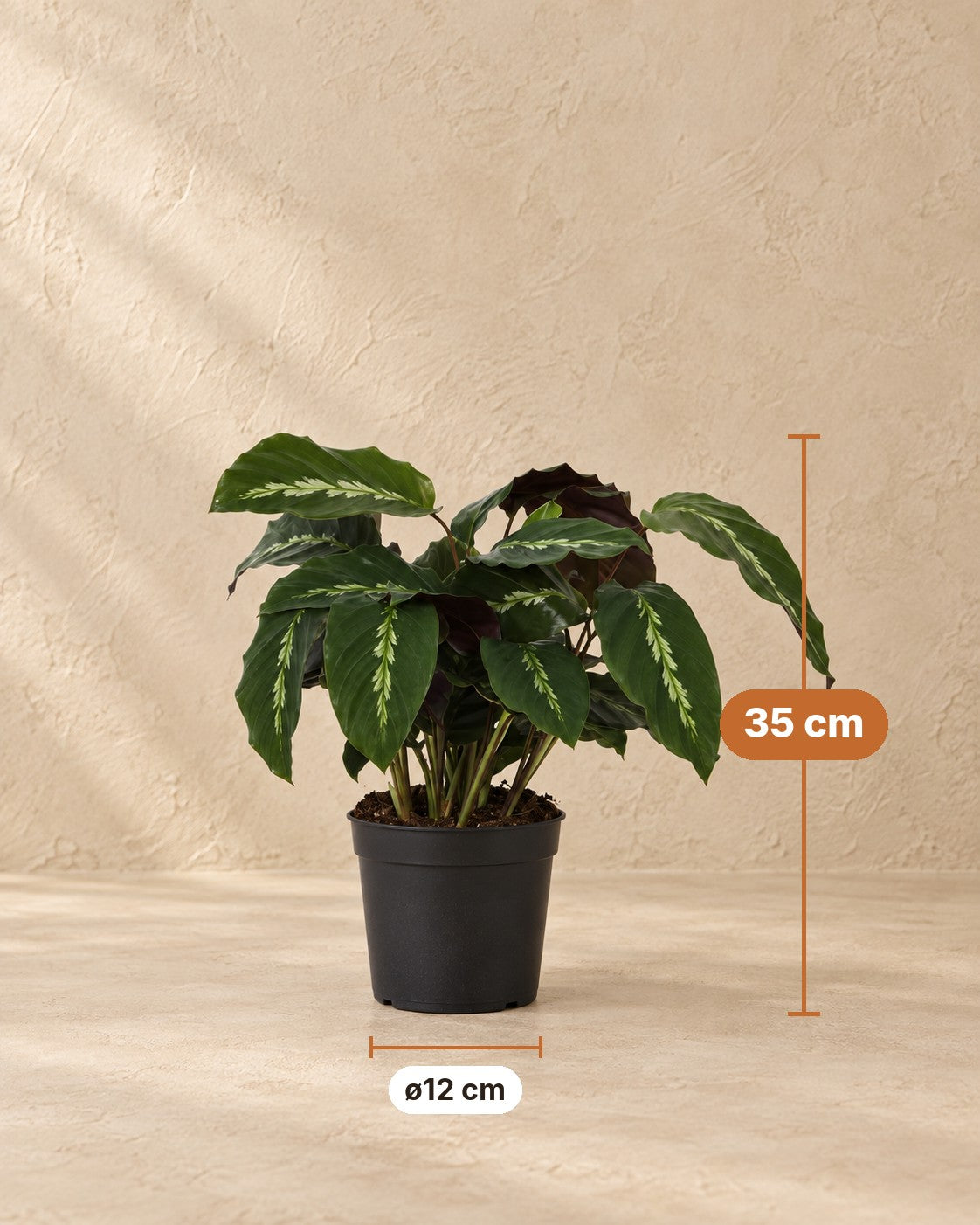 Dimensions Plante paon : 35 cm de haut, pot ø12 cm