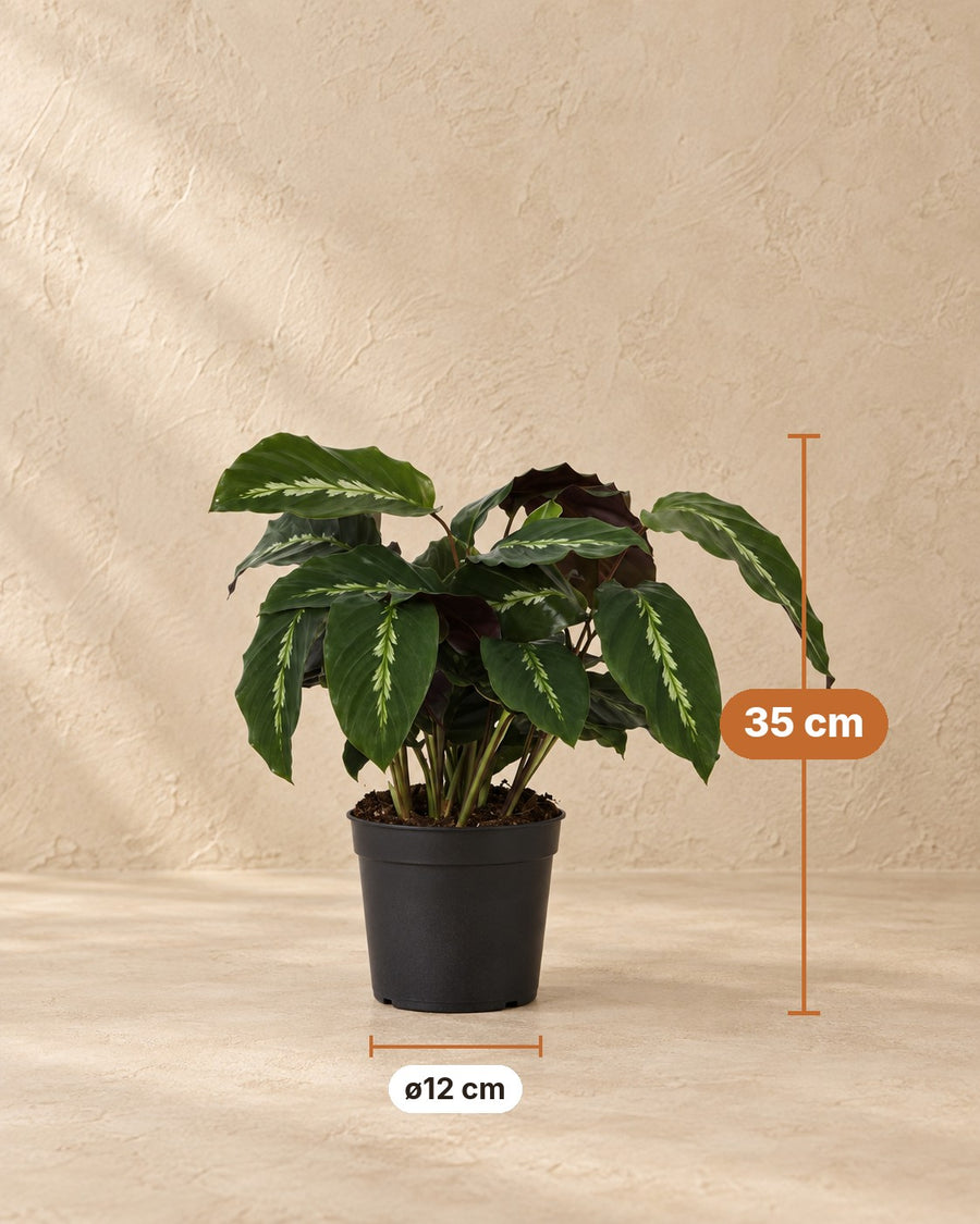 Plante paon (Calathea 'Maui Queen') 35 cm de haut, pot ø12 cm