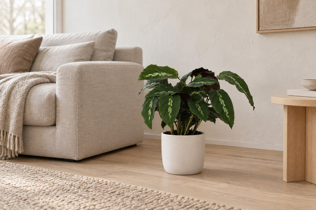 Plante paon, 35 cm, dans a white ceramic planter dans un salon lumineux