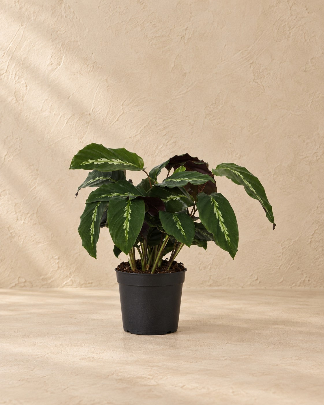 Pauwplant (Calathea 'Maui Queen') van 35 cm hoog in kweekpot van 12 cm
