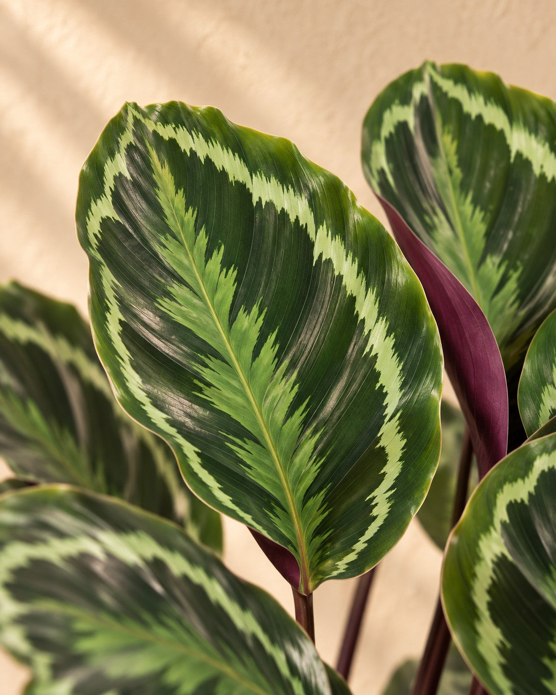 Close-up van het blad van de Pauwplant (Calathea roseopicta 'Medallion')