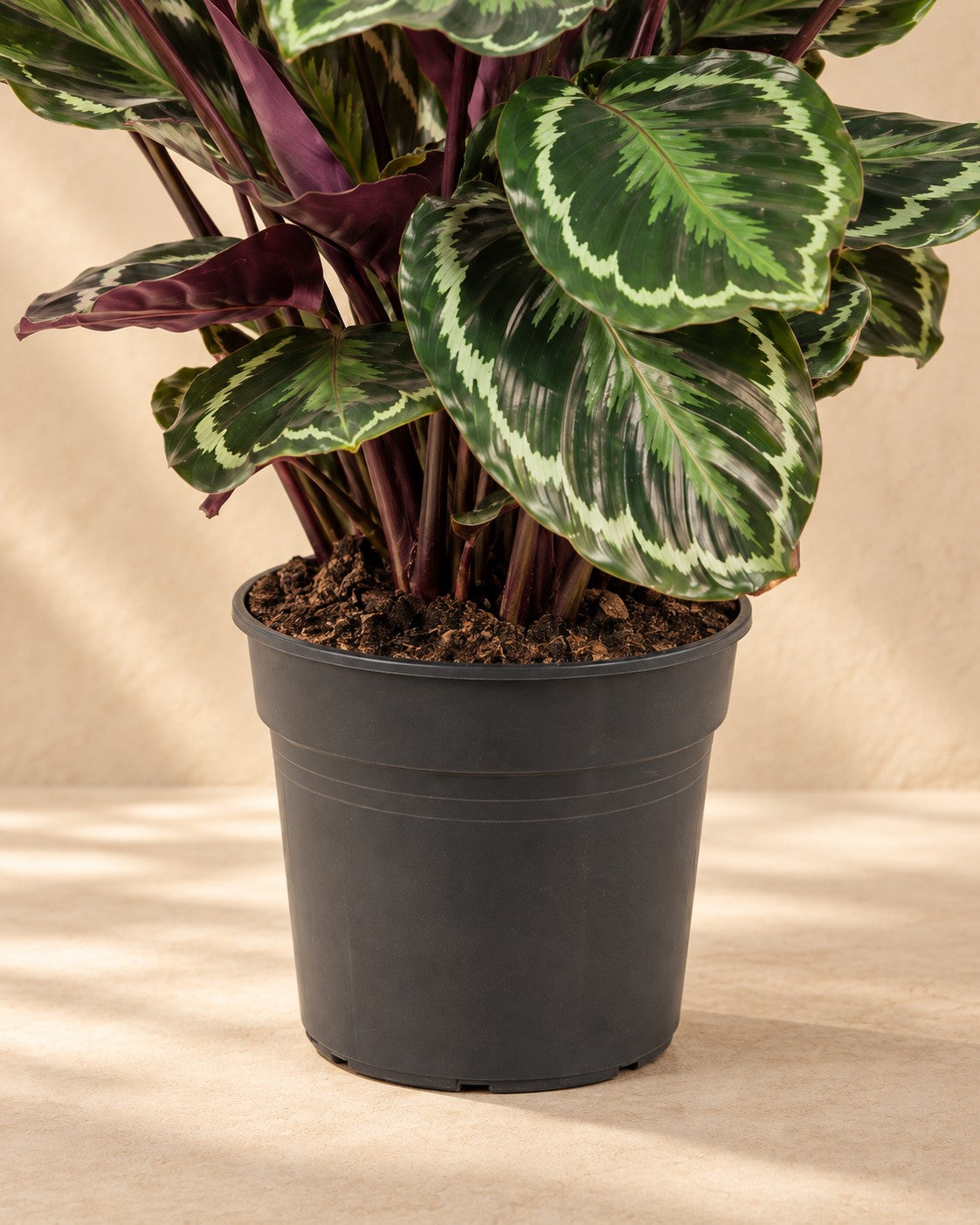 Onderste deel van de Pauwplant (Calathea roseopicta 'Medallion') met de kweekpot
