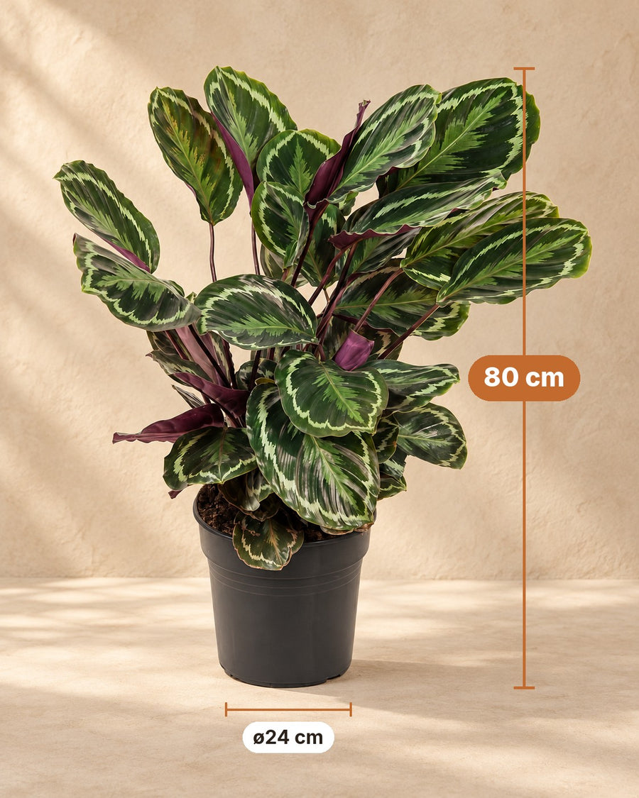 Pauwplant (Calathea roseopicta 'Medallion') 80 cm hoog, pot ø24 cm