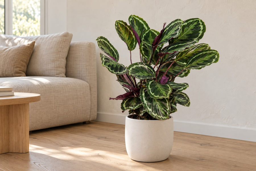 Pauwplant (Calathea roseopicta 'Medallion') 80 cm hoog, pot ø24 cm