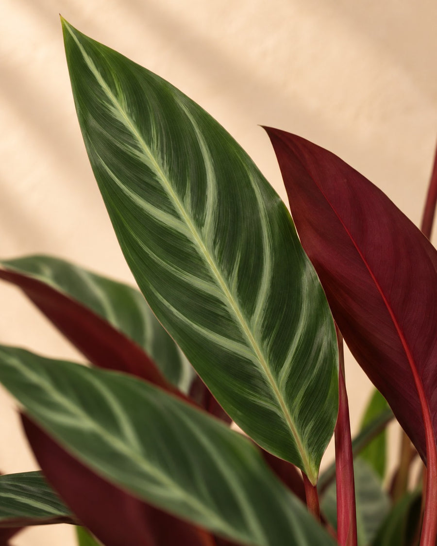 Plante paon (Calathea 'Stripestar') 40 cm de haut, pot ø12 cm