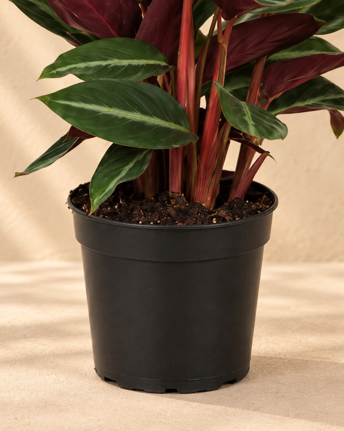 Partie basse de Plante paon (Calathea 'Stripestar') avec son pot de culture