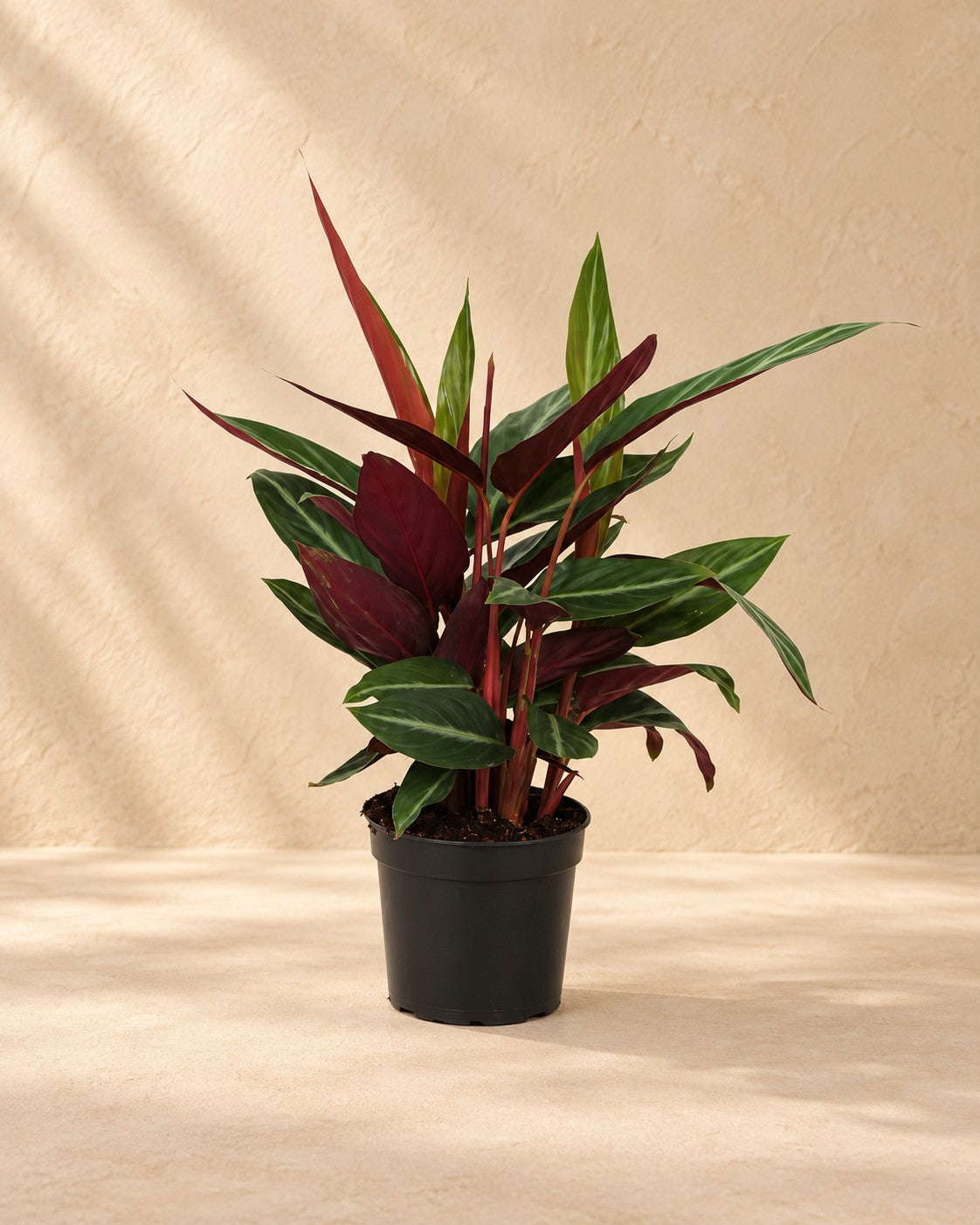 Plante paon (Calathea 'Stripestar'), 40 cm de haut en pot de culture de 12 cm