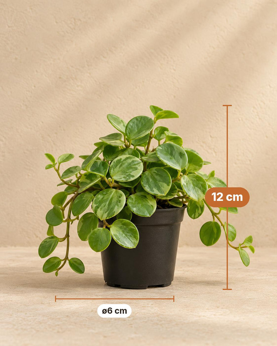 Peperomia 'Hope' 12 cm høj, potte ø6 cm