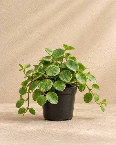 Peperomia 'Hope' 12 cm høj, potte ø6 cm