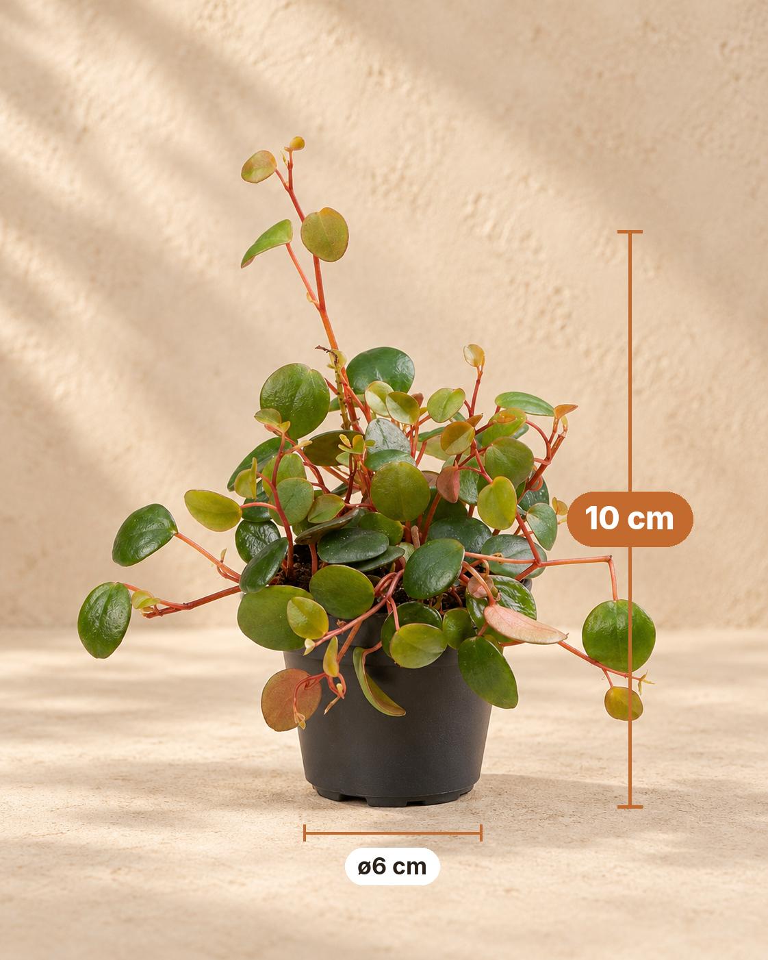 Peperomia 'Pepperspot', 10 cm hoog, pot ø6 cm