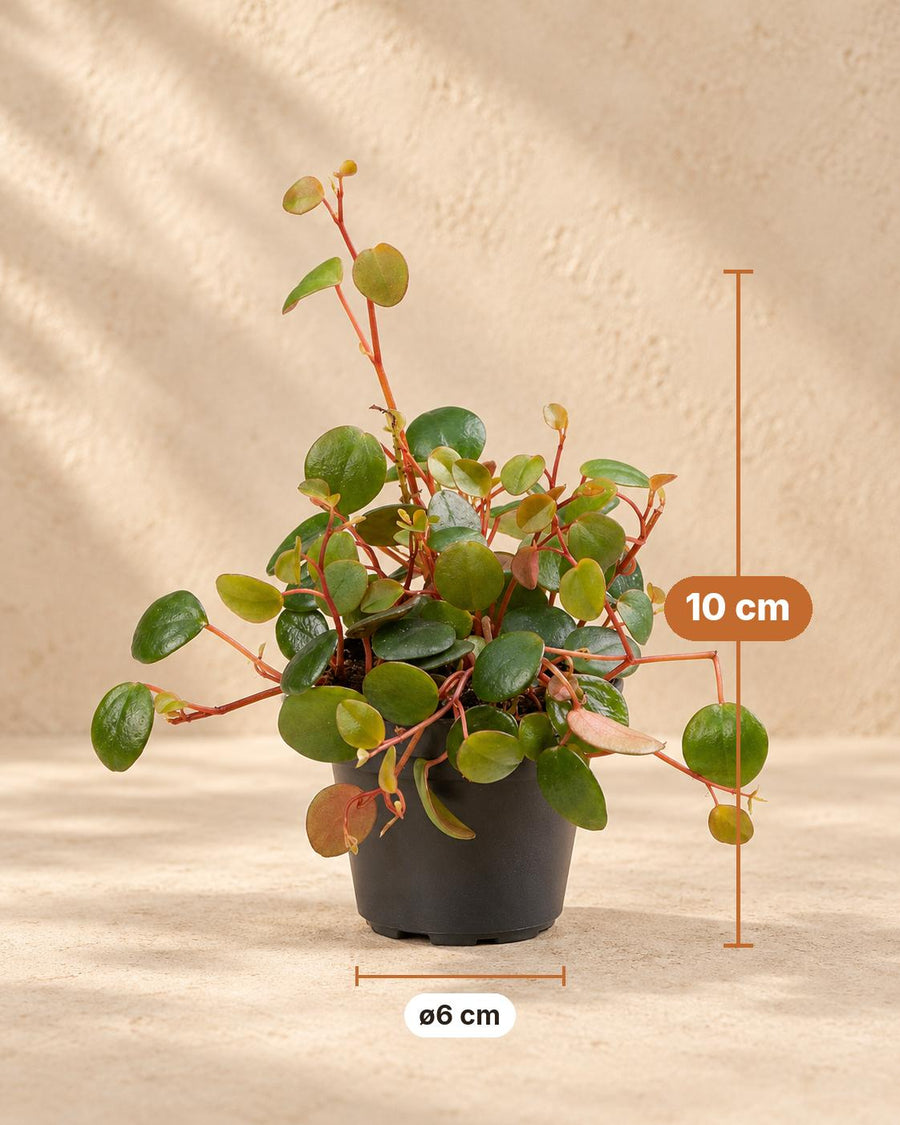 Peperomia 'Pepperspot' 10 cm hoog, pot ø6 cm