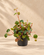 Peperomia 'Pepperspot'