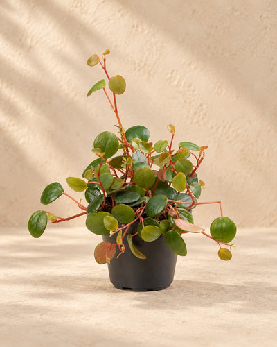Peperomia 'Pepperspot'
