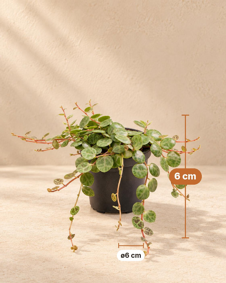 Schildpadpeperomia (Peperomia prostrata) 6 cm hoog, pot ø6 cm