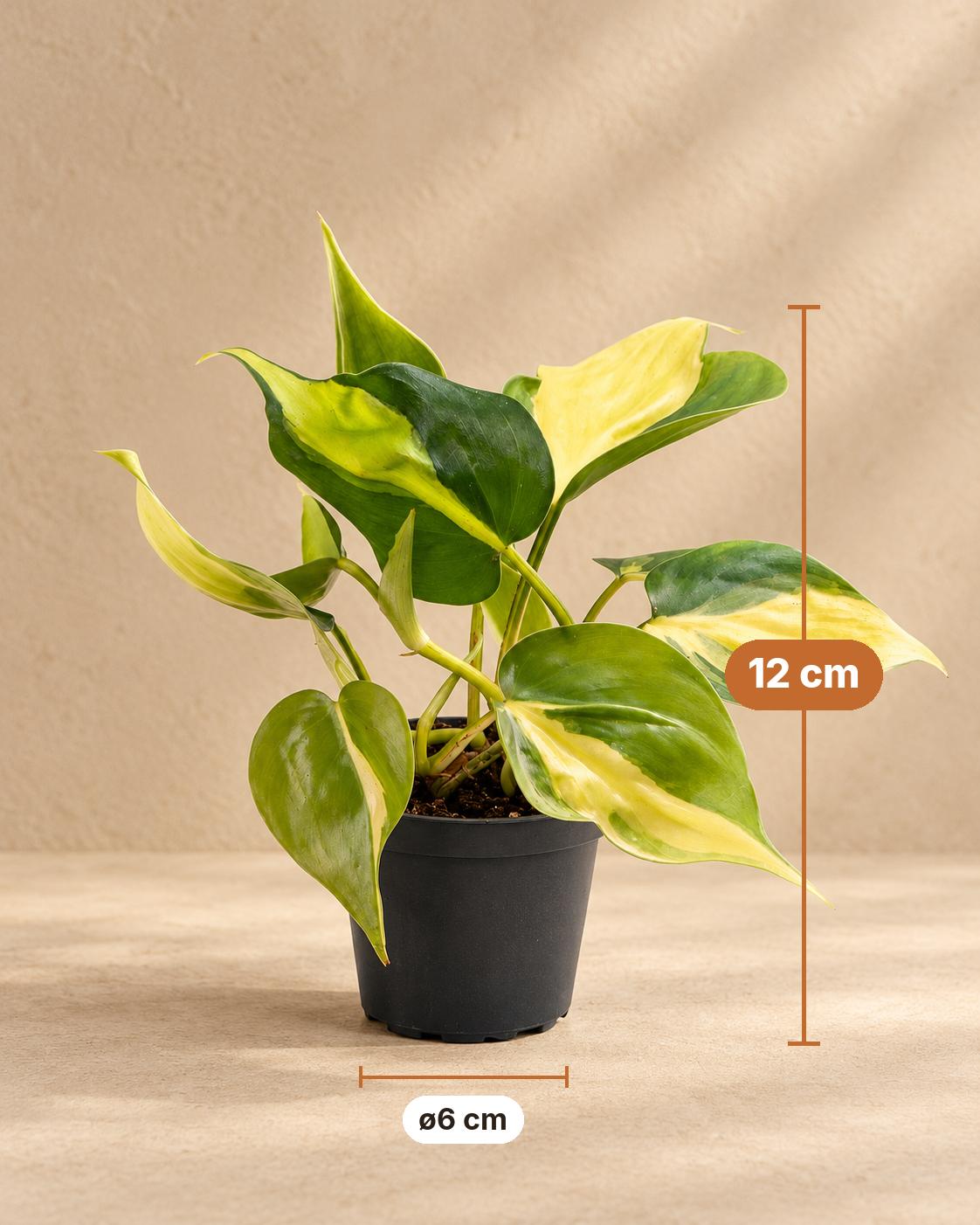Philodendron hederaceum 'Brasil', 12 cm hoog, pot ø6 cm