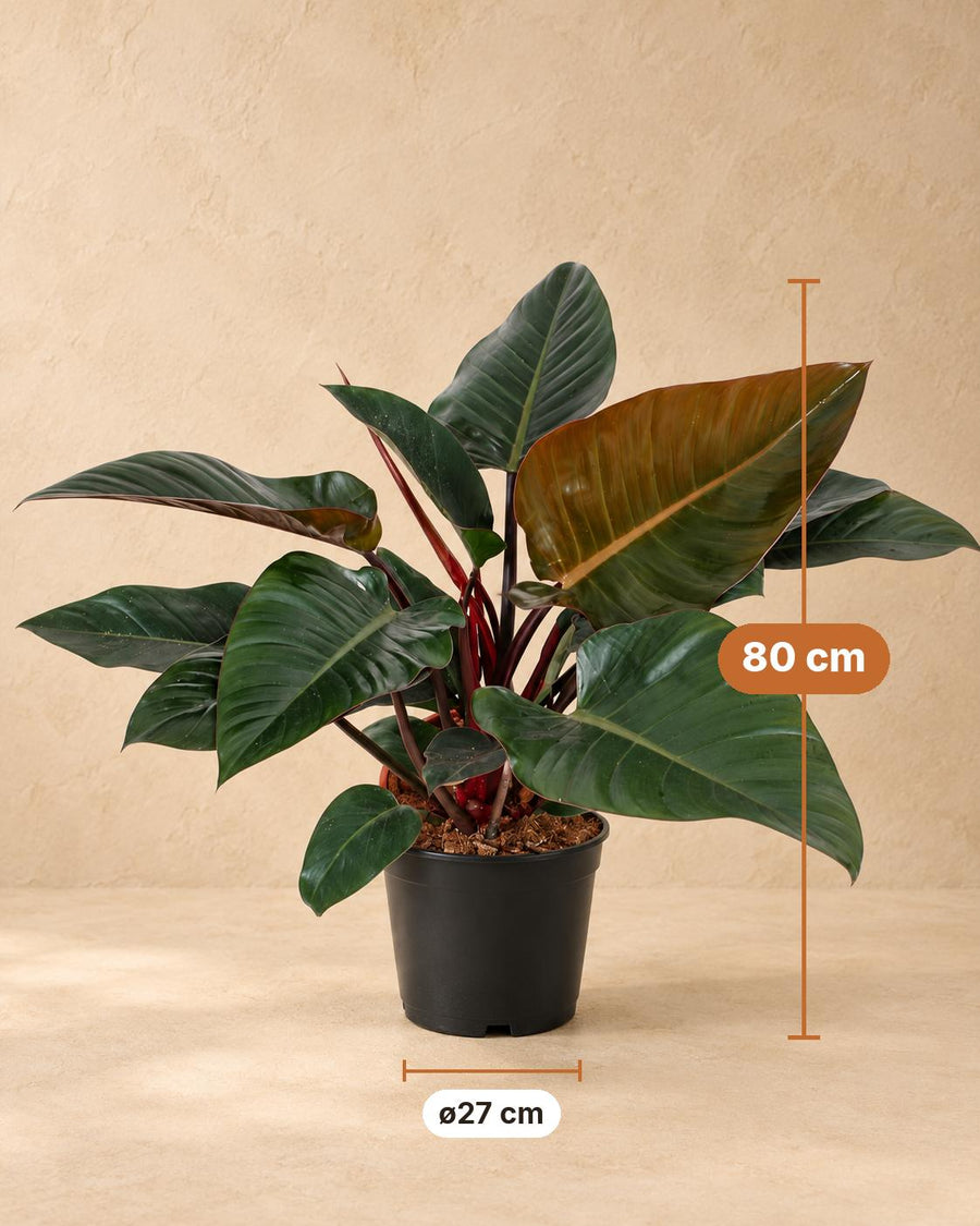 Baumfreund 'Congo Red' (Philodendron) 80 cm hoch, Topf ø27 cm