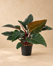 Baumfreund 'Congo Red' 80 cm hoch, Topf ø27 cm