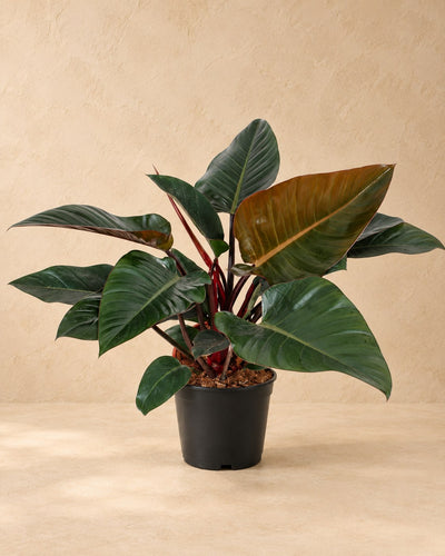 Baumfreund 'Congo Red' 80 cm hoch, Topf ø27 cm