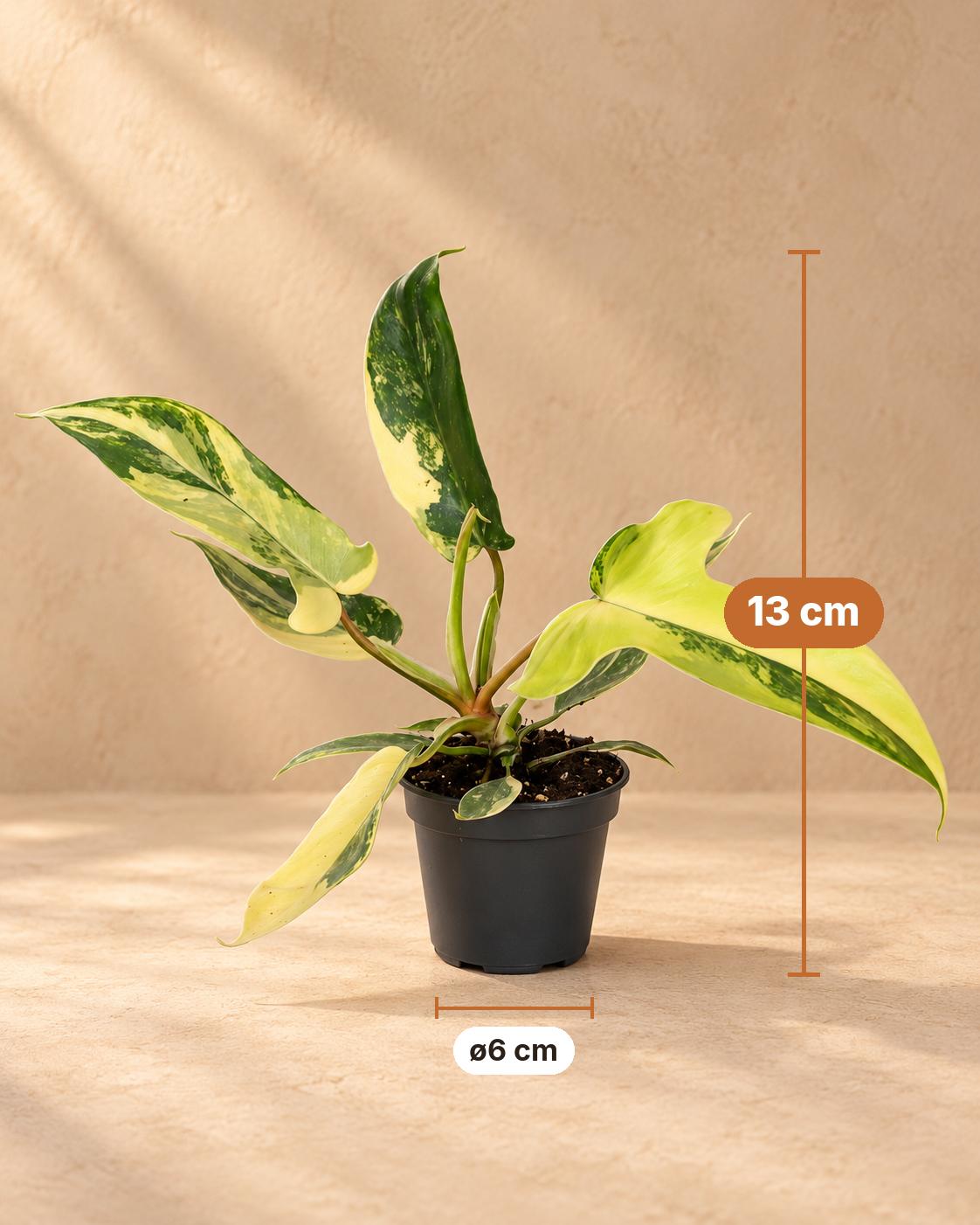 Philodendron 'Florida Beauty' 13 cm høj, potte ø6 cm