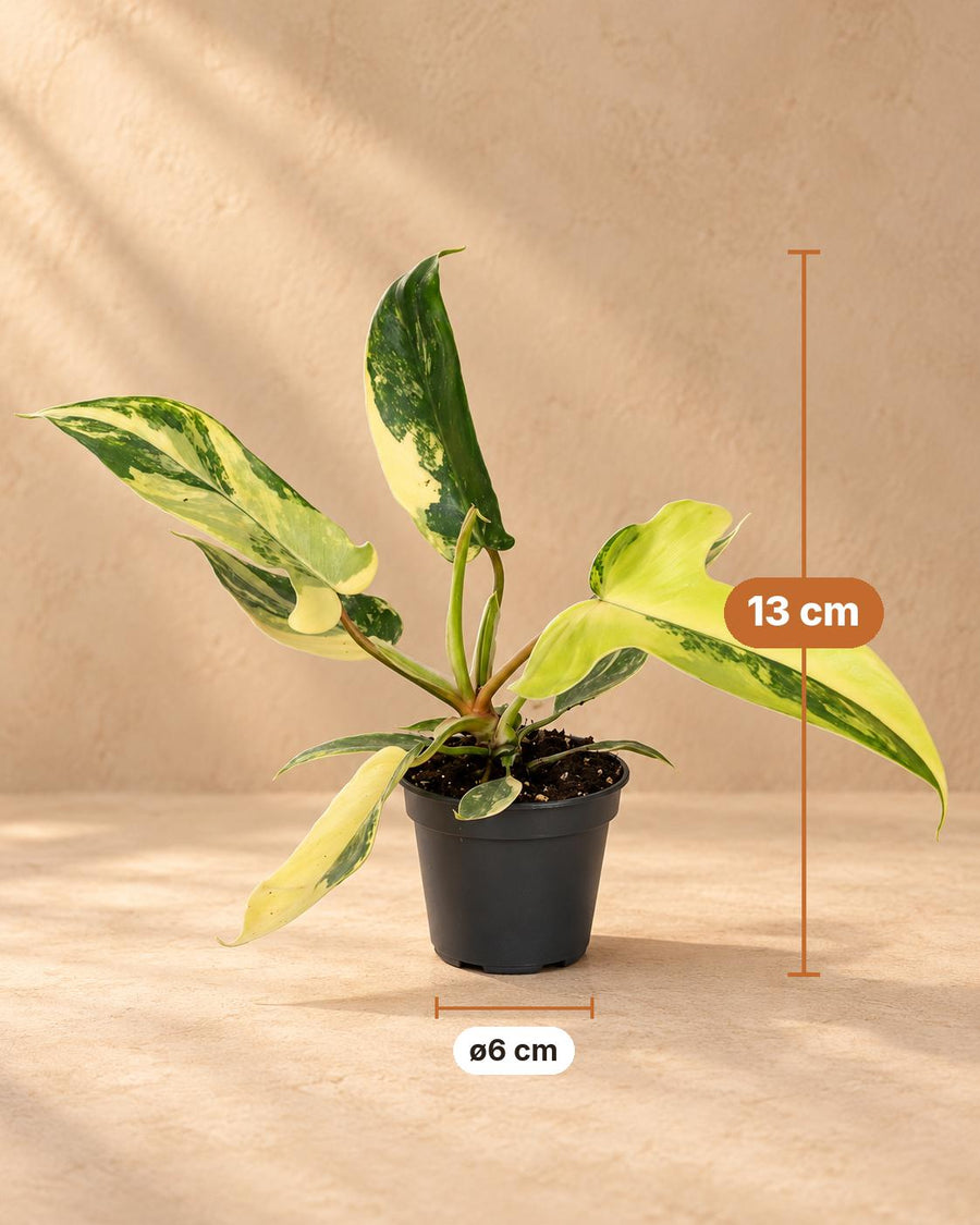 Philodendron 'Florida Beauty' 13 cm høj, potte ø6 cm