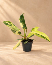 Philodendron 'Florida Beauty' 13 cm høj, potte ø6 cm