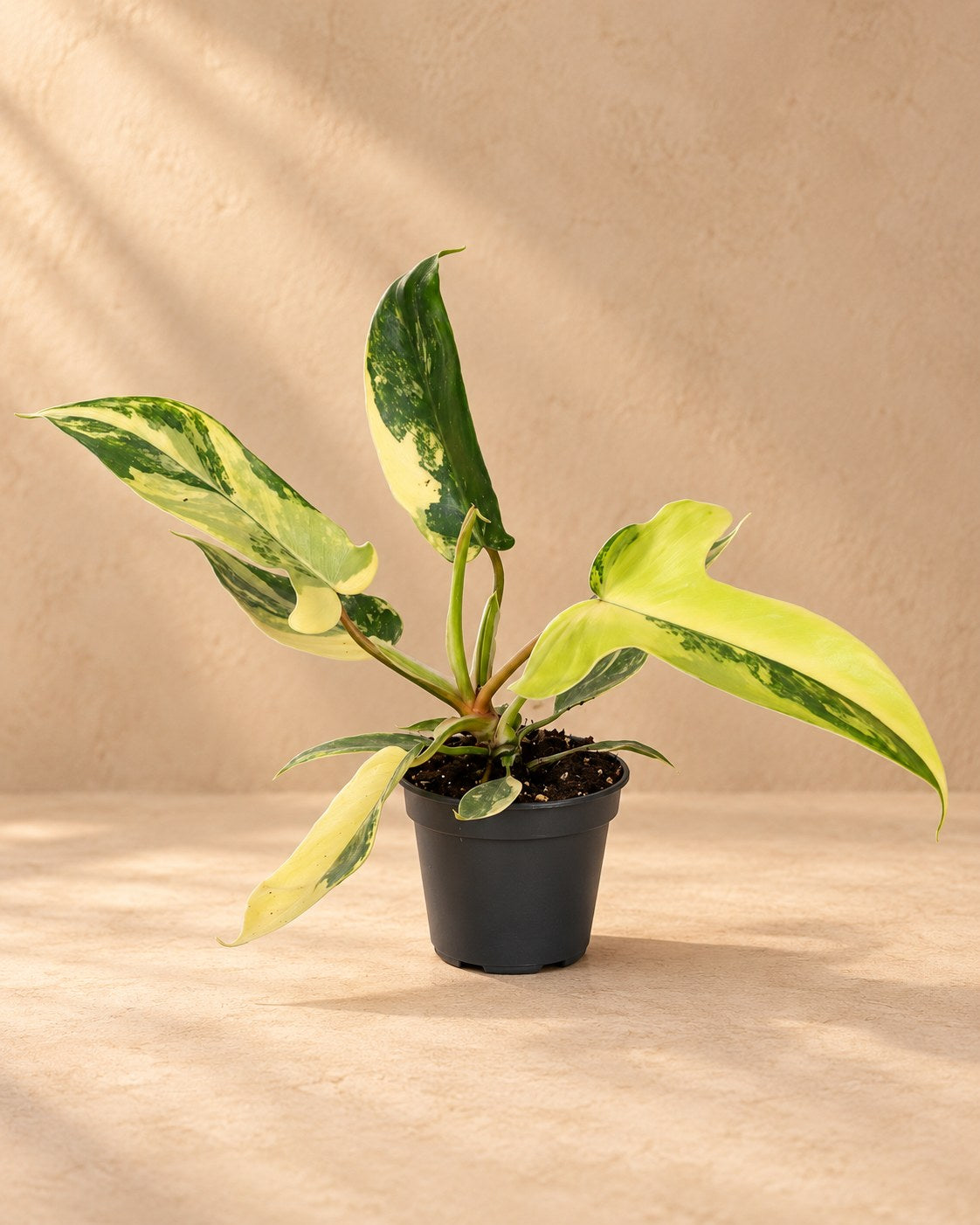 Philodendron 'Florida Beauty' 13 cm høj, potte ø6 cm