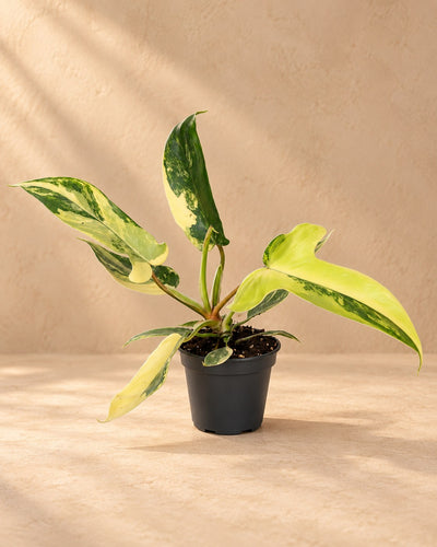 Philodendron 'Florida Beauty' 13 cm høj, potte ø6 cm