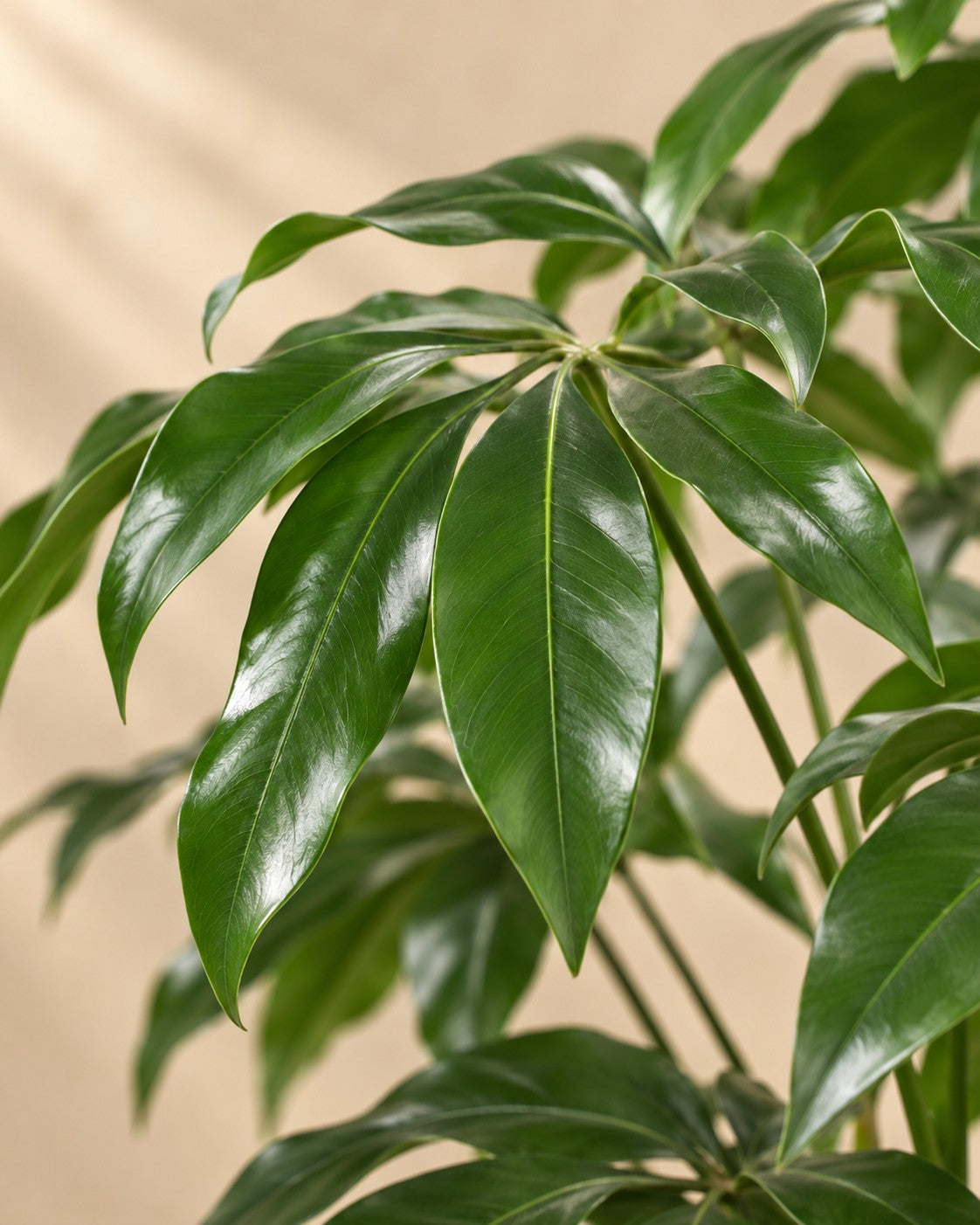 Close-up van het blad van de Philodendron Green Wonder (Philodendron 'Green Wonder')