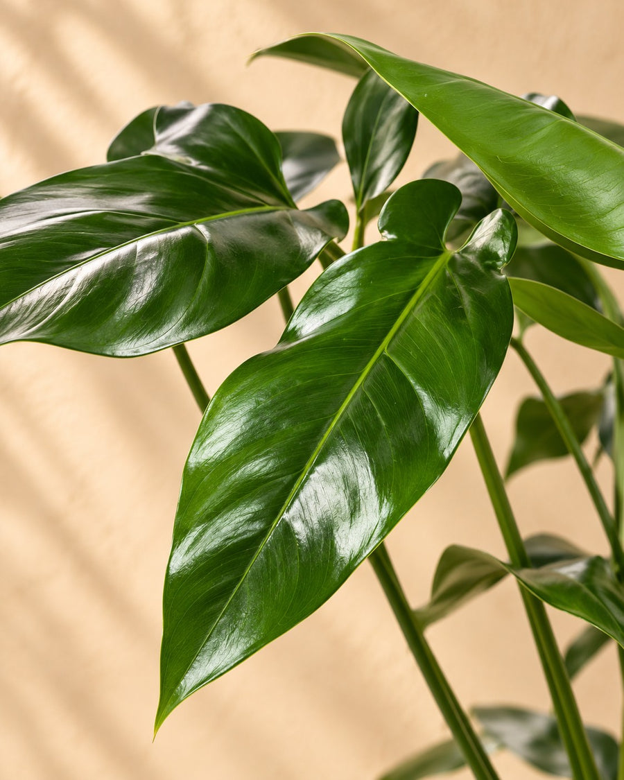 Philodendron 'Green Wonder' 100 cm hoch, Topf ø24 cm