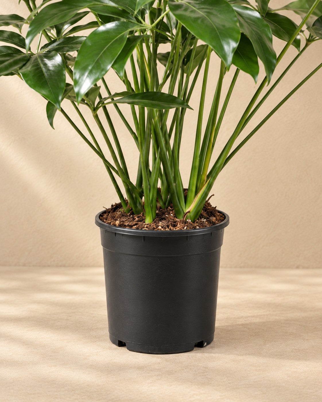 Onderste deel van de Philodendron Green Wonder (Philodendron 'Green Wonder') met de kweekpot