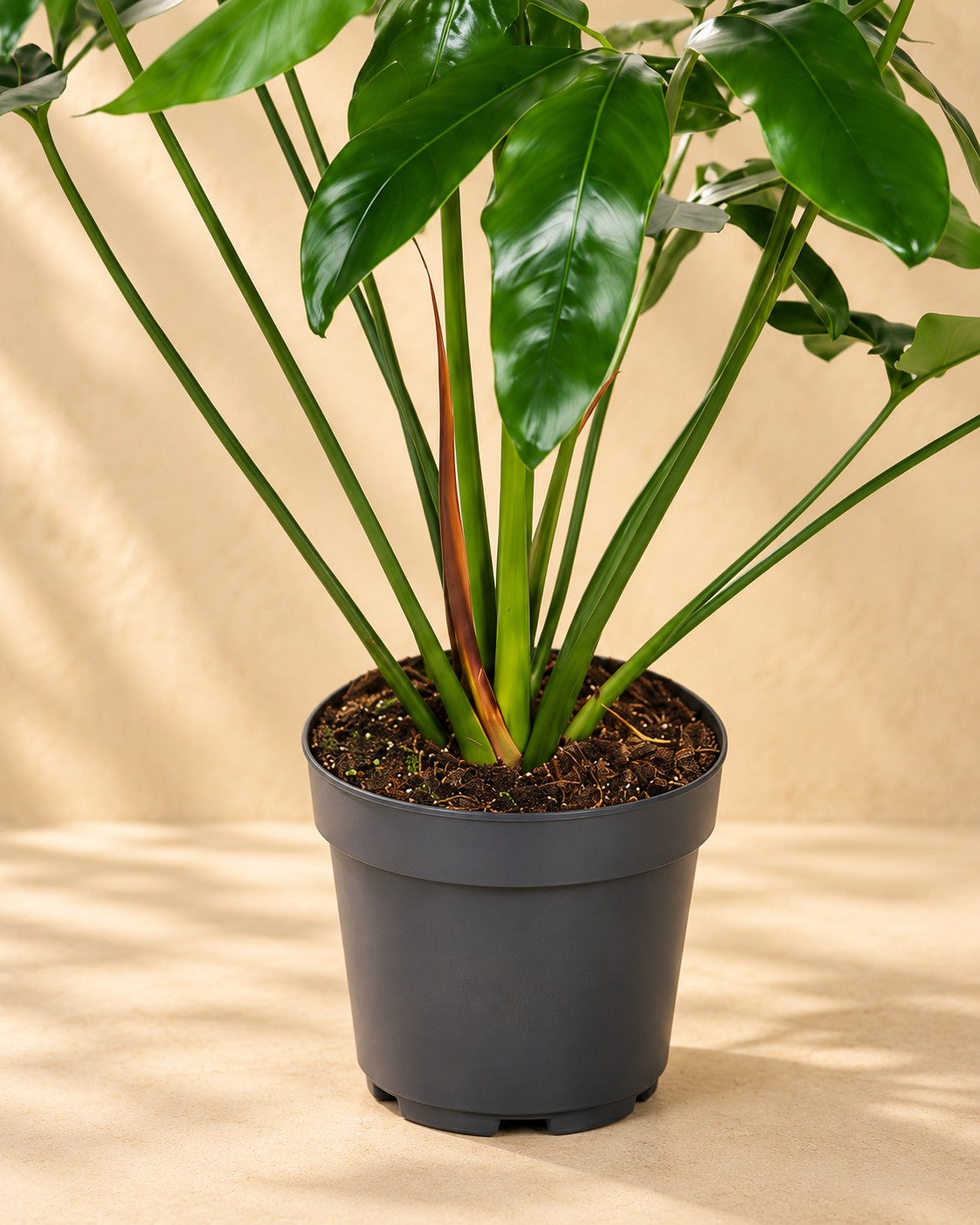 Unterer Teil der Philodendron 'Green Wonder' mit dem Anzuchttopf