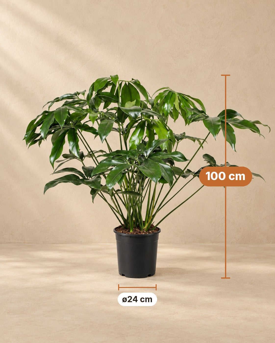 Afmetingen Philodendron Green Wonder: 100 cm hoog, pot ø24 cm