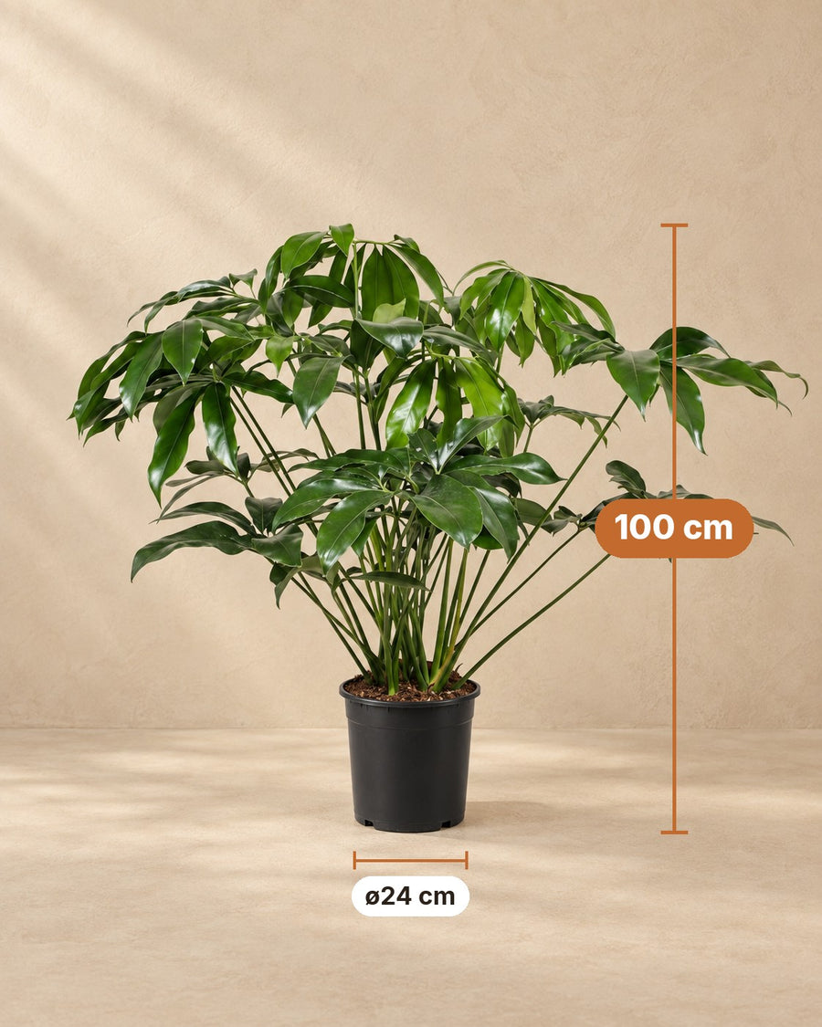 Philodendron Green Wonder