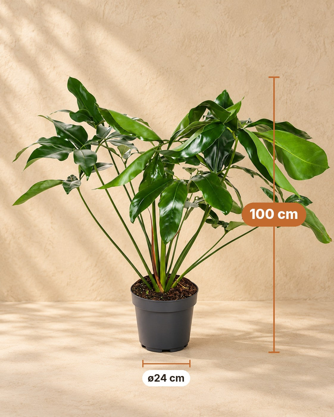 Maße Philodendron 'Green Wonder': 100 cm hoch, Topf ø24 cm