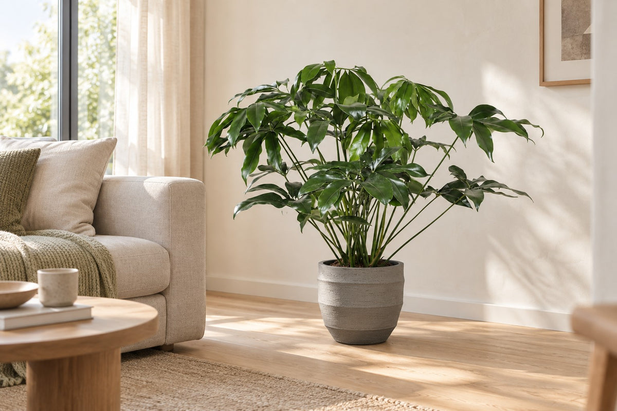 Philodendron Green Wonder van 100 cm in sierpot Bordo New Egg Grey in een lichte woonkamer