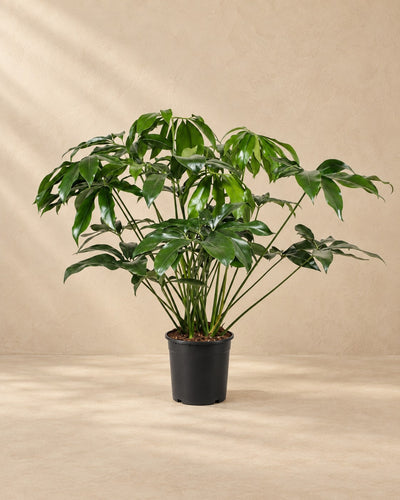 Philodendron Green Wonder (Philodendron 'Green Wonder') van 100 cm hoog in kweekpot van 24 cm
