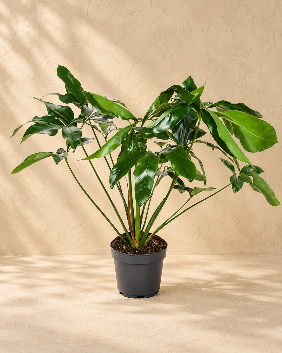 Philodendron 'Green Wonder', 100 cm hoch im Anzuchttopf von 24 cm