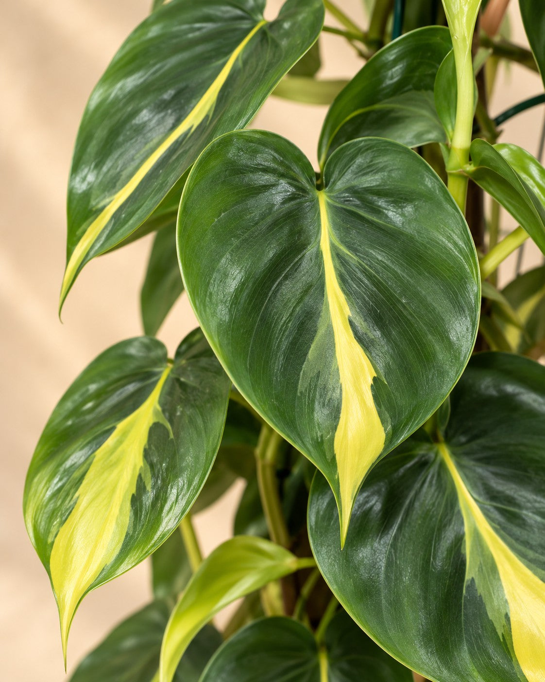 Close-up van het blad van de Philodendron hederaceum 'Brasil'