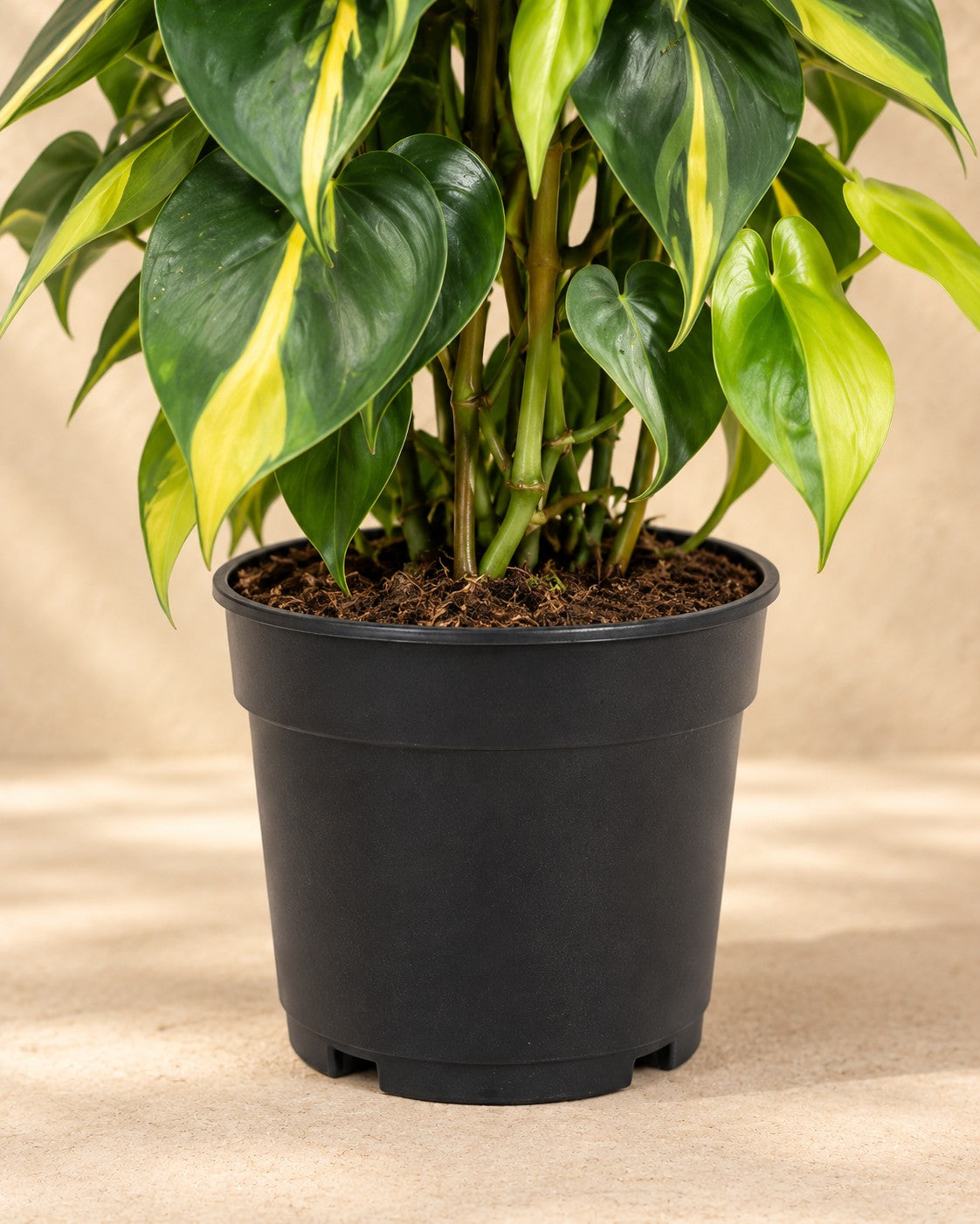 Onderste deel van de Philodendron hederaceum 'Brasil' met de kweekpot