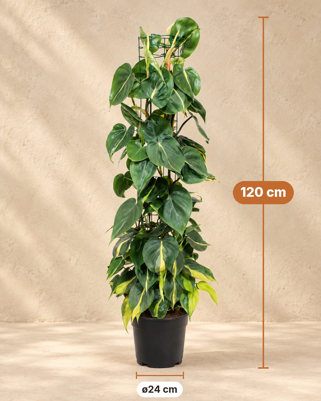 Afmetingen Philodendron hederaceum 'Brasil': 120 cm hoog, pot ø24 cm