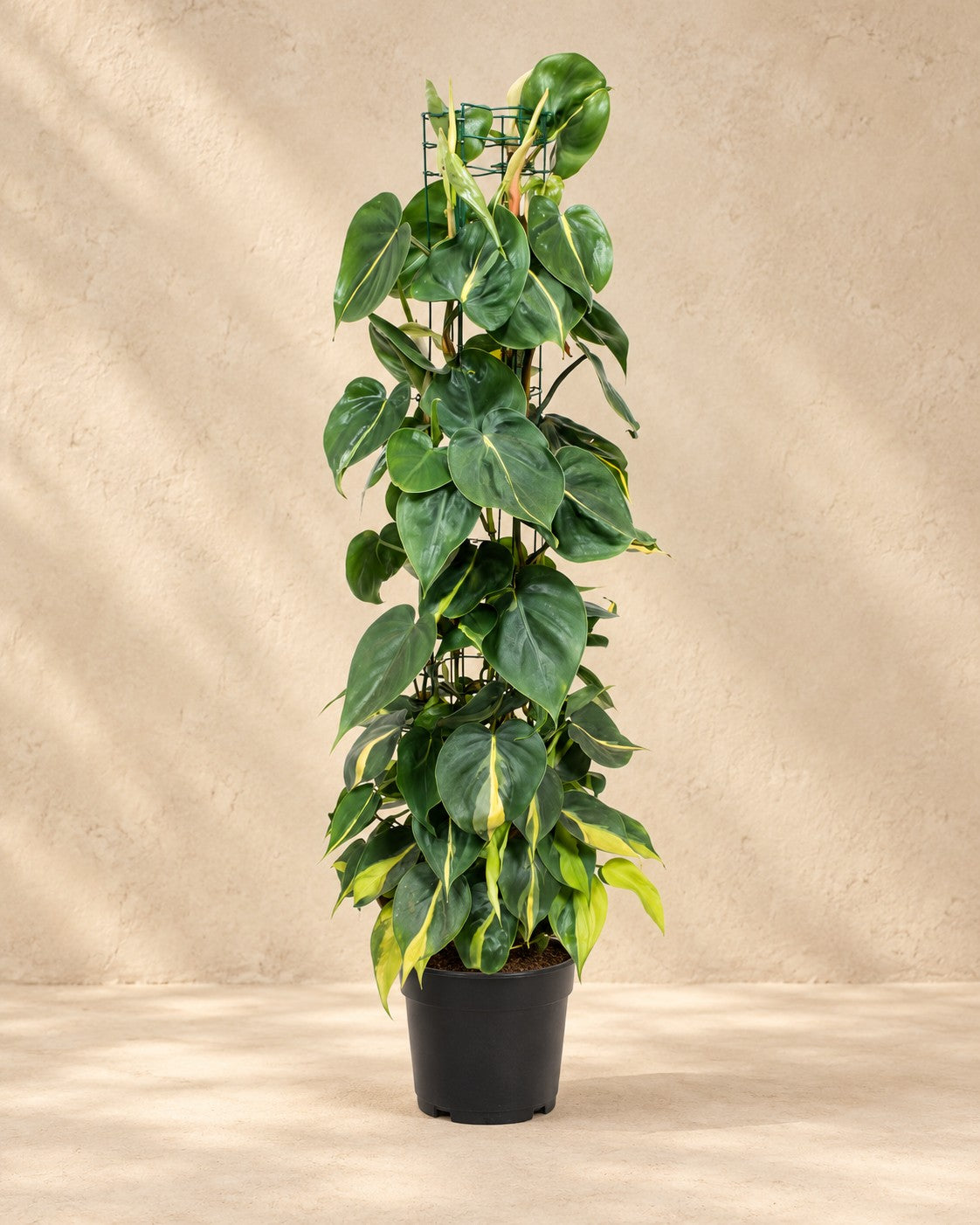Philodendron hederaceum 'Brasil' van 120 cm hoog in kweekpot van 24 cm